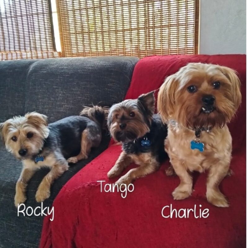 Yorkie mix, three musketeers up for adoption