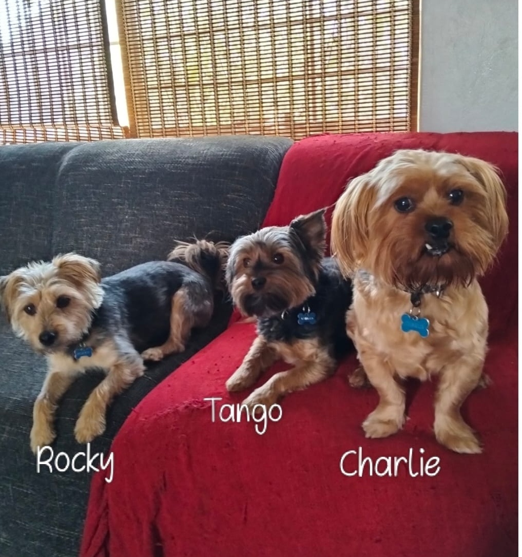 #290 – Pretoria – Adopt – The Three Musketeers: Yorkie X