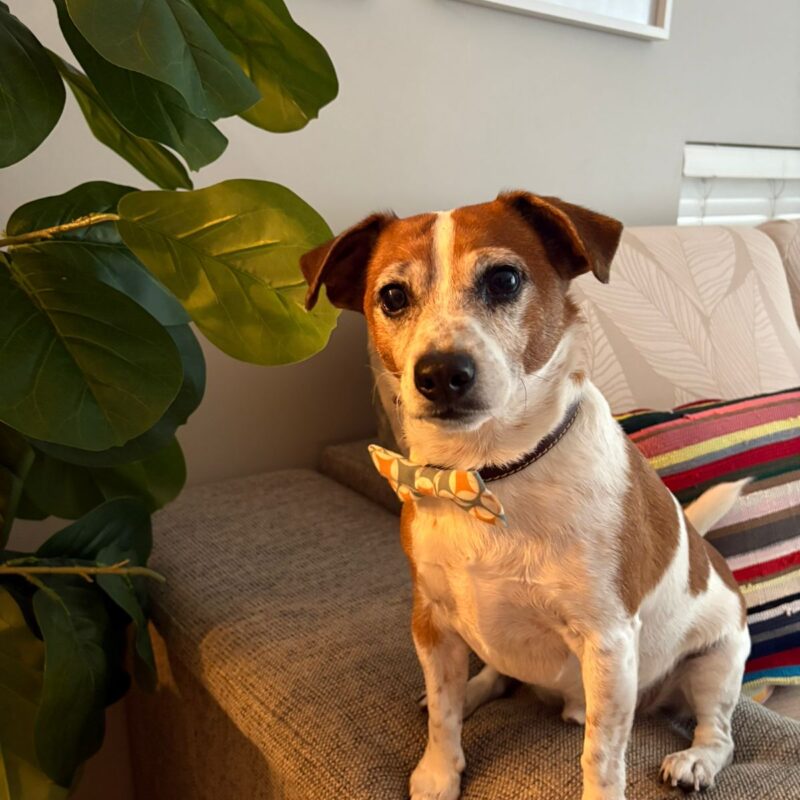 HARVEY, JACK RUSSEL, FROM GAUTENG READY FOR ADOPTION SITTING ON THE COUCH