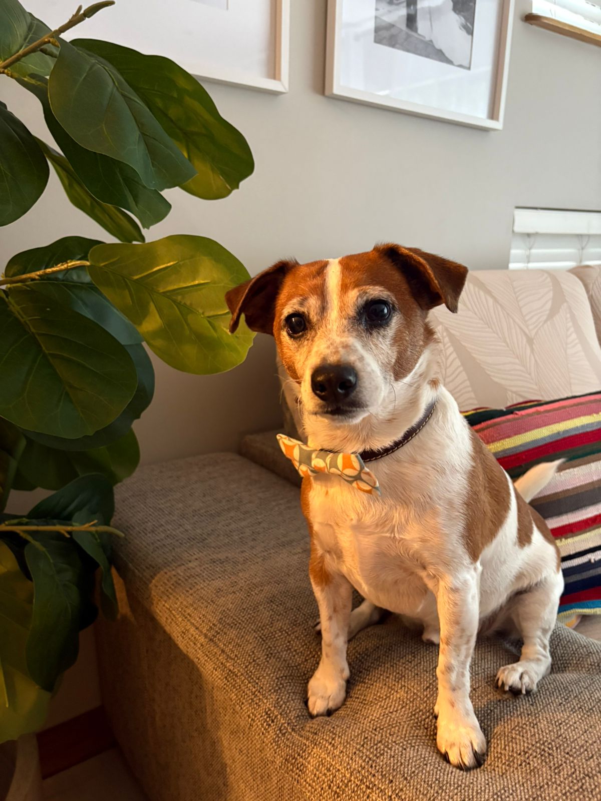 #291 – Gauteng – Adopt HARVEY – JR Male