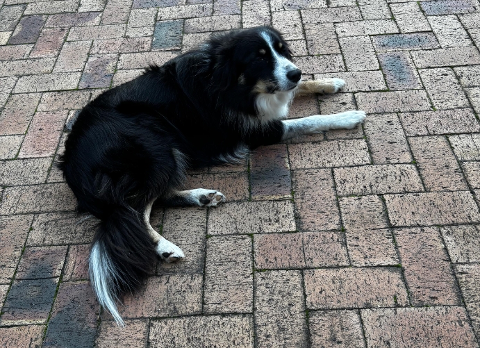 border collie skye to be adopted
