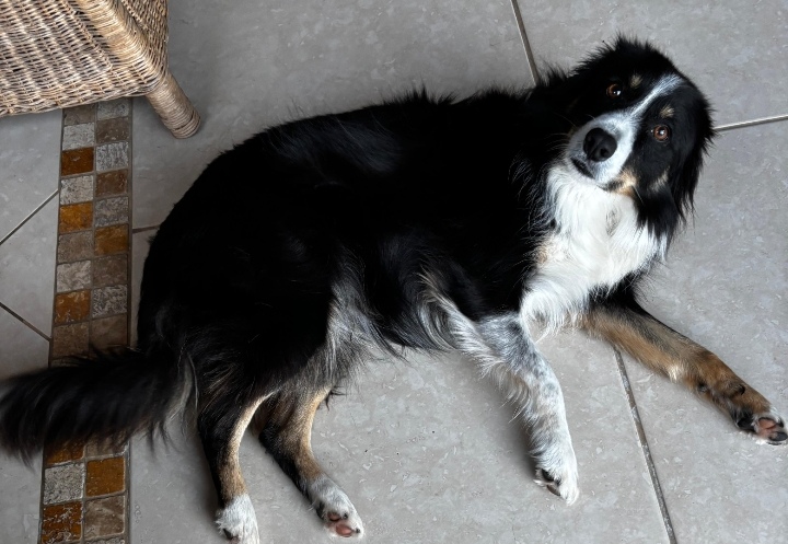 #292 – Adopt – Meet Skye:  Cape Town’s Sweetest Soul