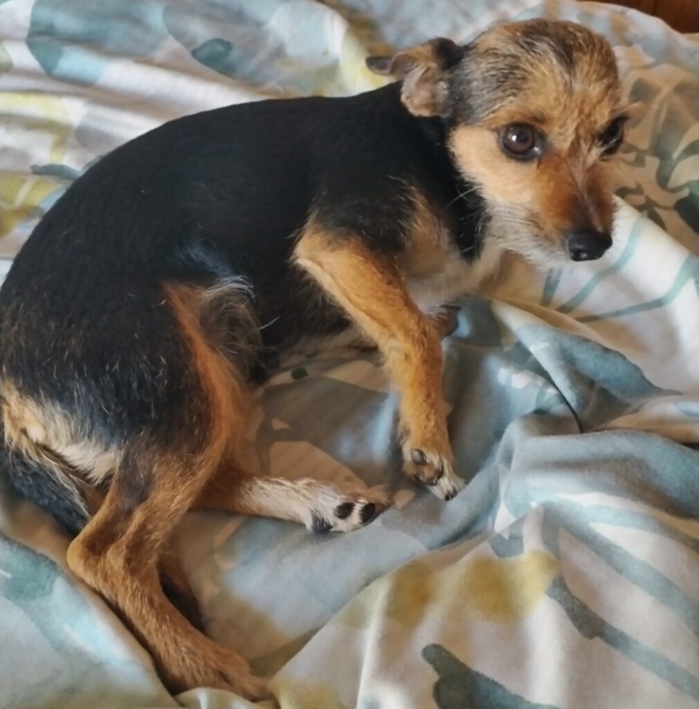 Ellie, YorkieX ready for adoption just wants to be loved