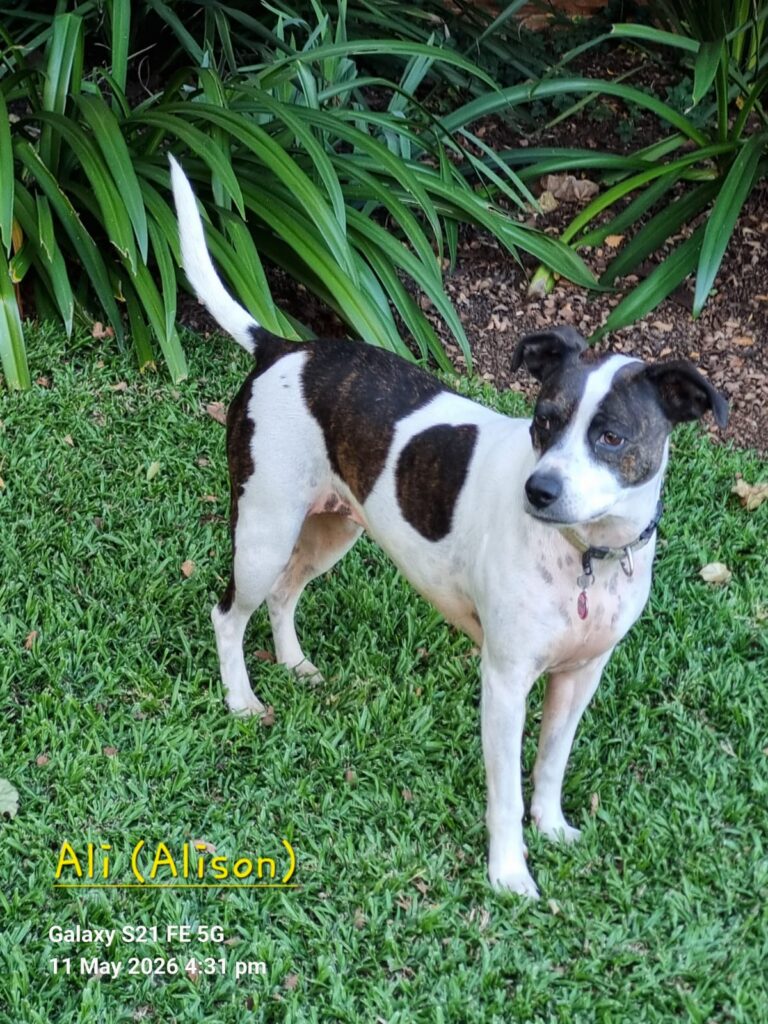 Alison Foxterrier X ready for adoption