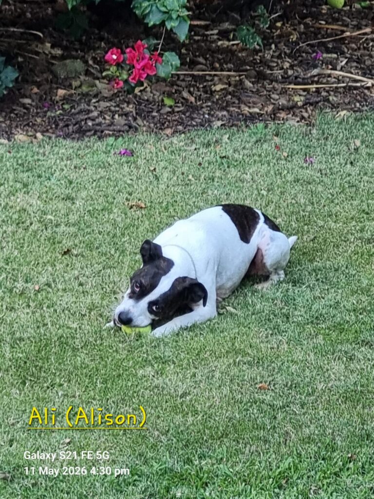 FoxterrierX enjoys the green grass wants to be adopted