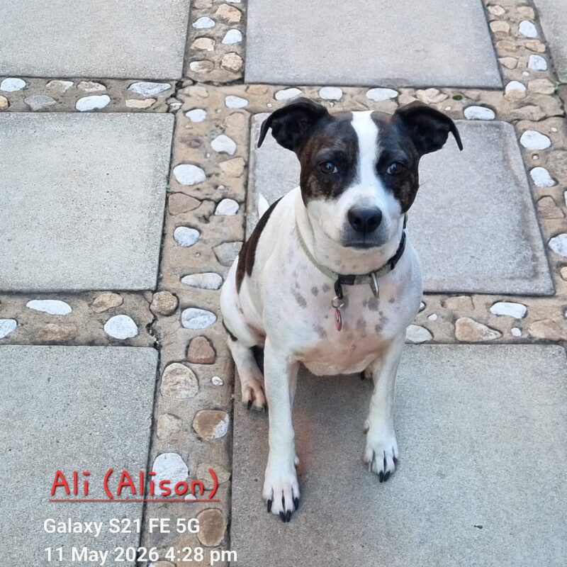 Foxterrier X from Gauteng to be adopted urgently