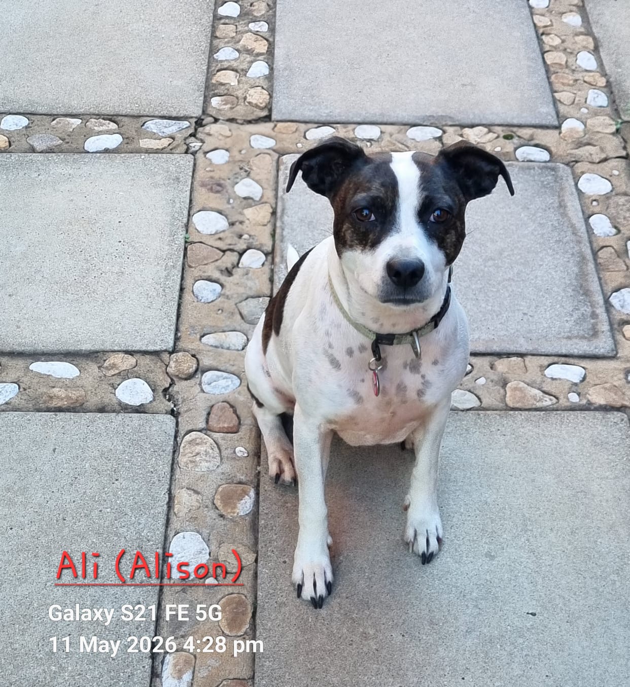 #293 - Adopt - Pretoria, Gauteng - Ali, Your Loyal Foxterrier x Staffie 3 #293 – Adopt – Pretoria, Gauteng – Ali, Your Loyal Foxterrier x Staffie