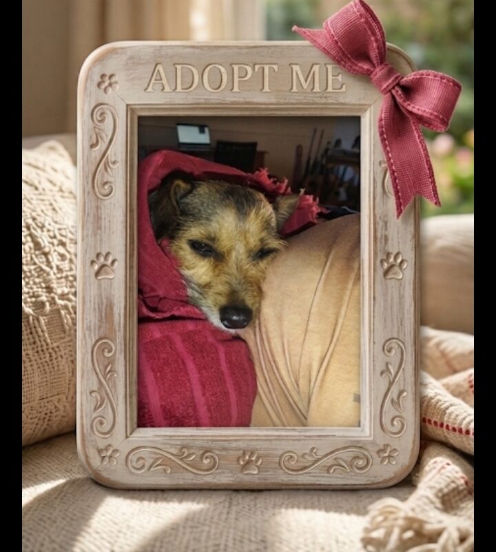 Ellie, YorkieX ready for adoption Rayton, Pretoria