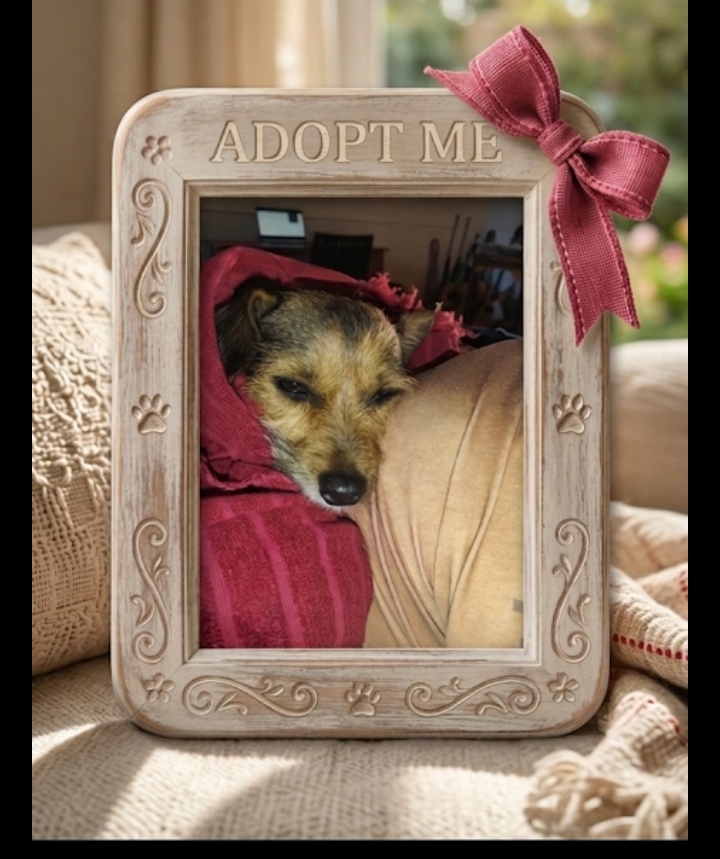 #294 - Adopt - Rayton, Pretoria Gentle Ellie 2 #294 – Adopt – Rayton, Pretoria Gentle Ellie
