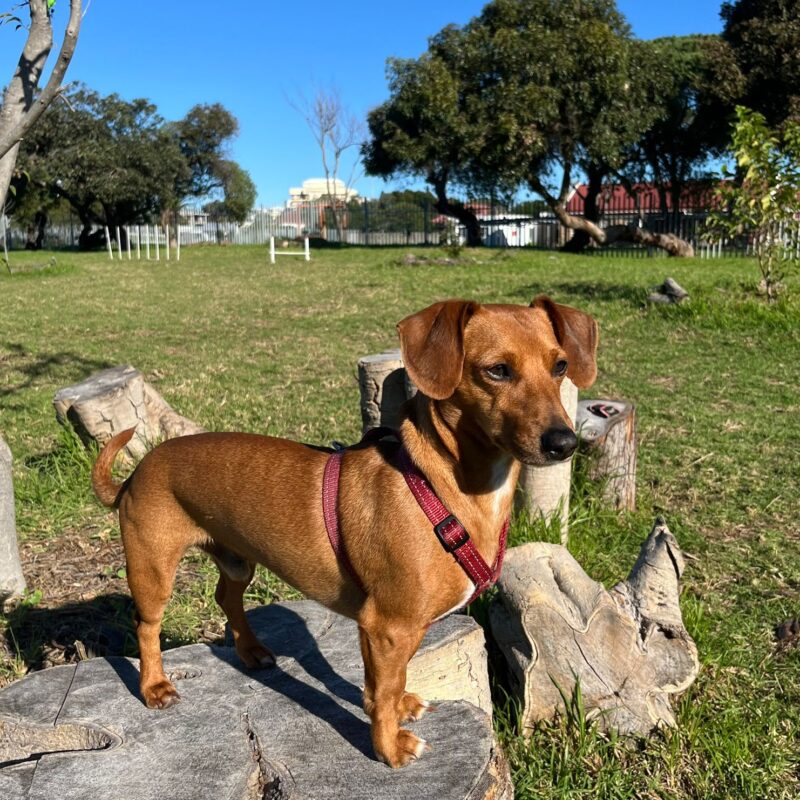Looking for a Dachshund cross Jack Russell for adoption in Cape Town? Meet Frankie! An adorable, affectionate 1-year-old lapdog looking for a cat-free home.