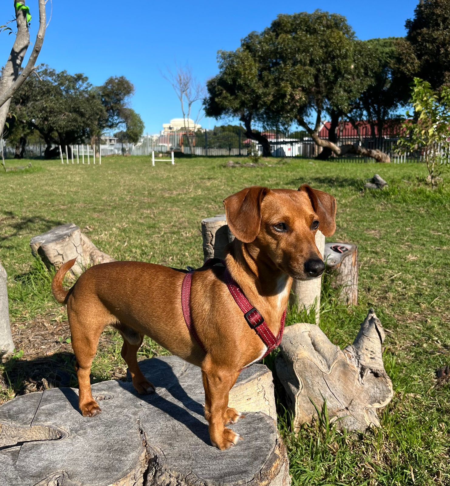 #295 - Adopt - Frankie: A Charming Dachshund Cross Jack Russell in Cape Town 1 #295 – Adopt – Frankie: A Charming Dachshund Cross Jack Russell in Cape Town