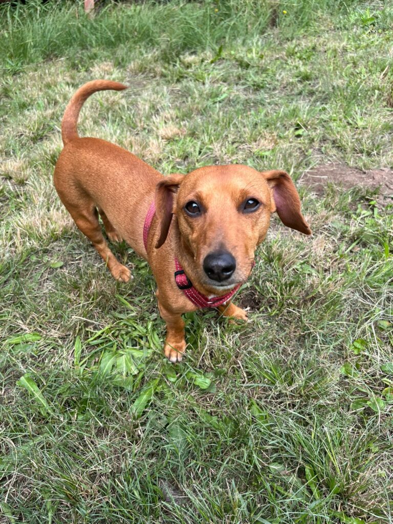 Frankie Duchshund on the look out for adoptive parents