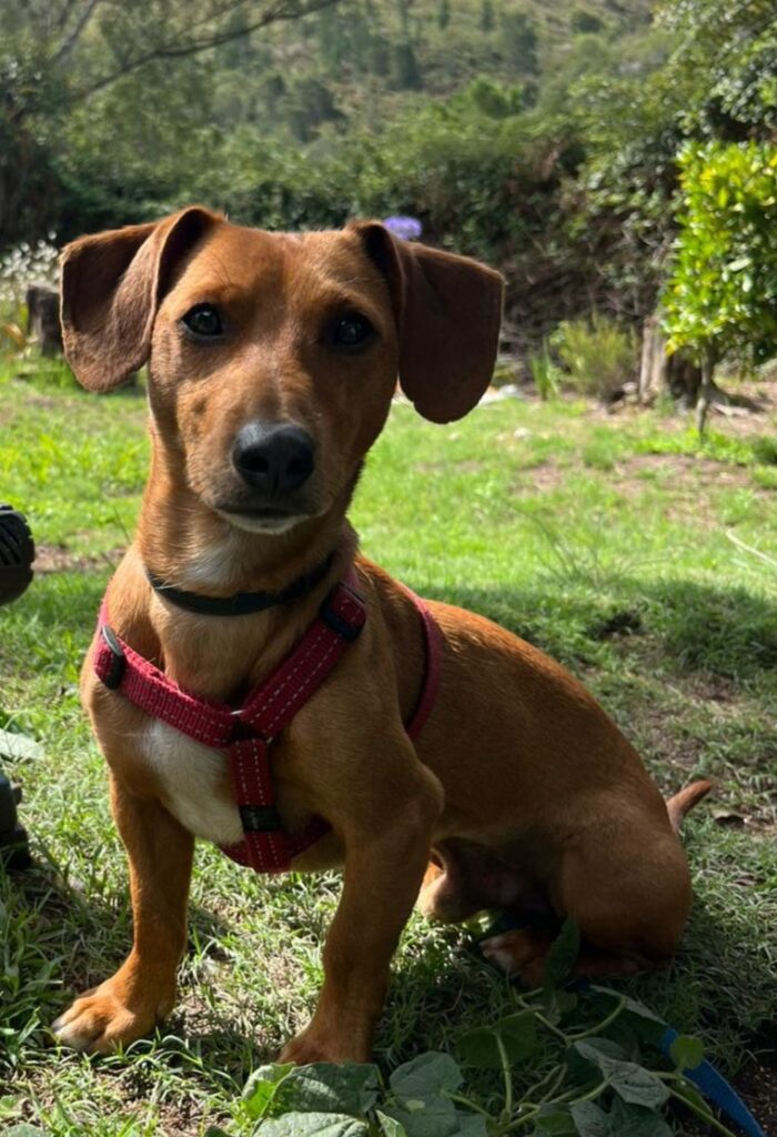 Frankie Duchshund on the look out for adoptive parents

