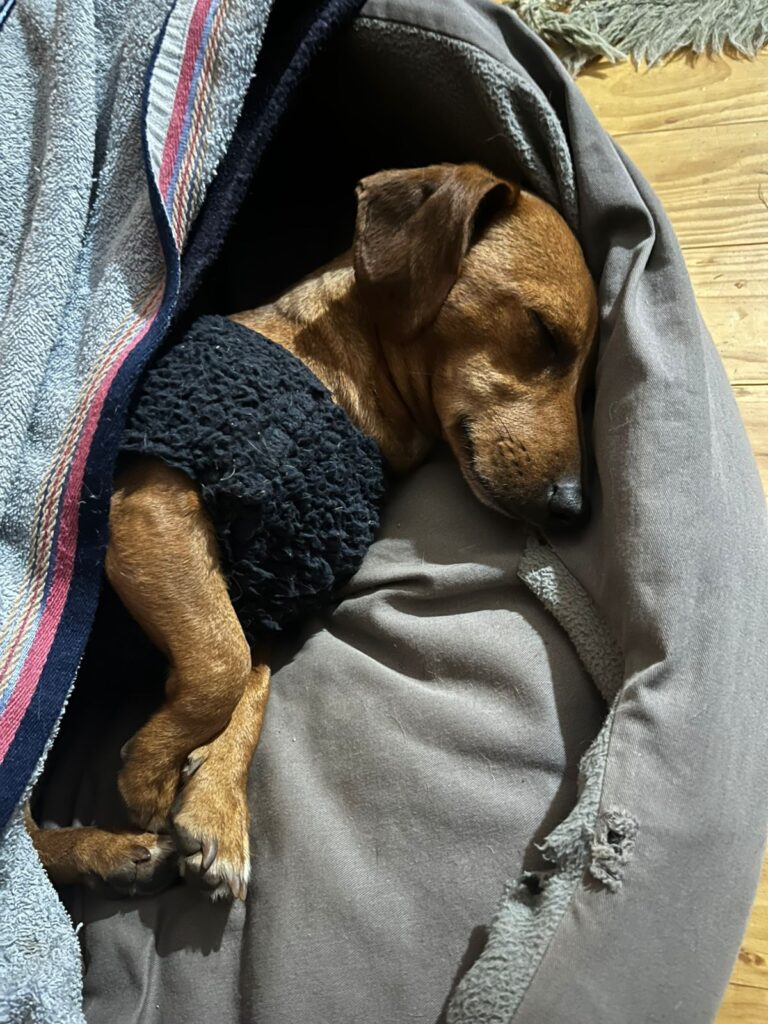 Duchshund cross Jack Russel loves he sleeping time