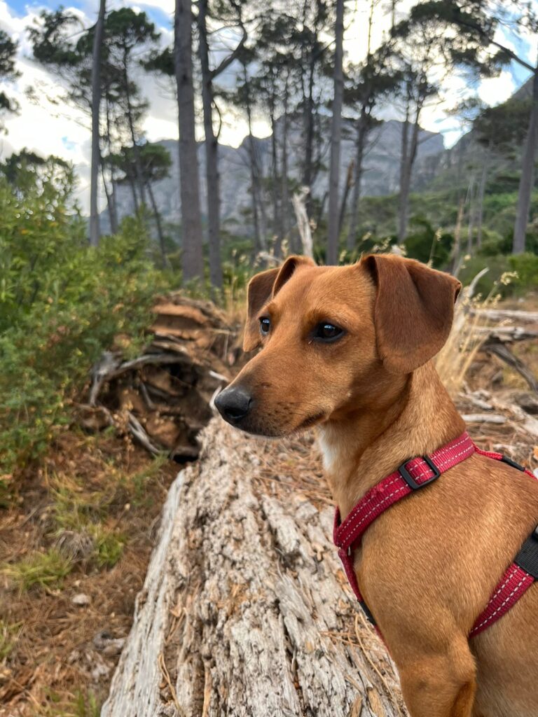 Adopt Frankie: A Charming Dachshund Cross Jack Russell in Cape Town needs to be adopted