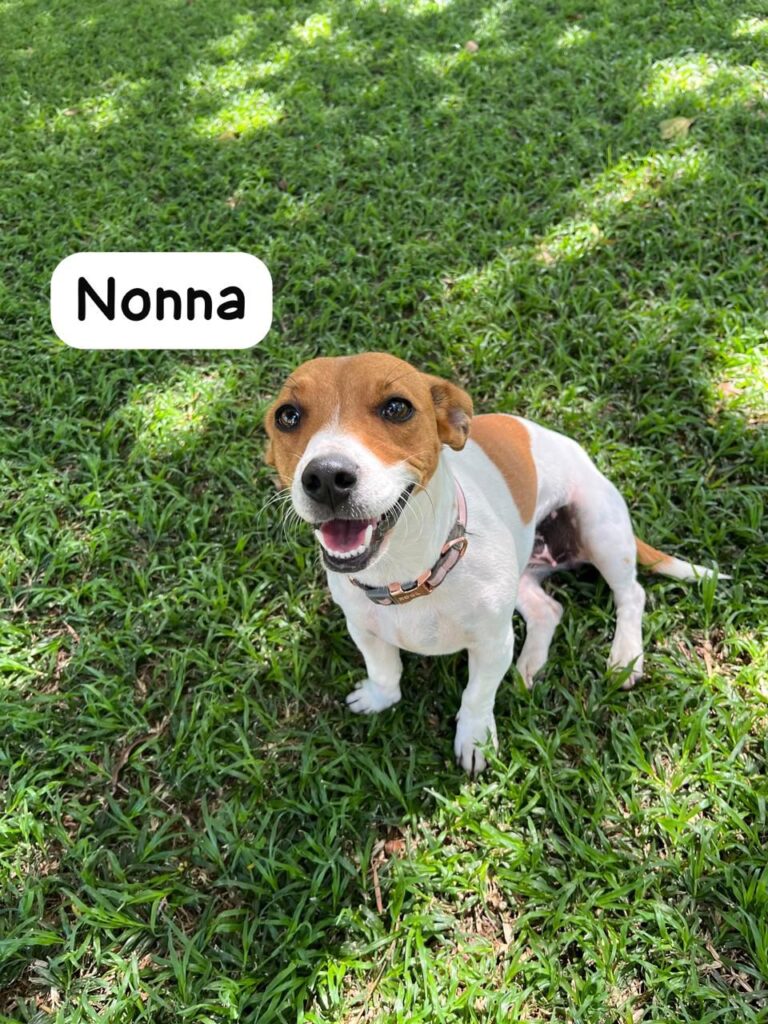 #296 - ADOPT - Buks (male) & Nonna (female) - Inseparable Bonded Pair of Jack Russel Terriers Modimolle, Limpopo 2 Nonna, Jack Russel female must be adopted