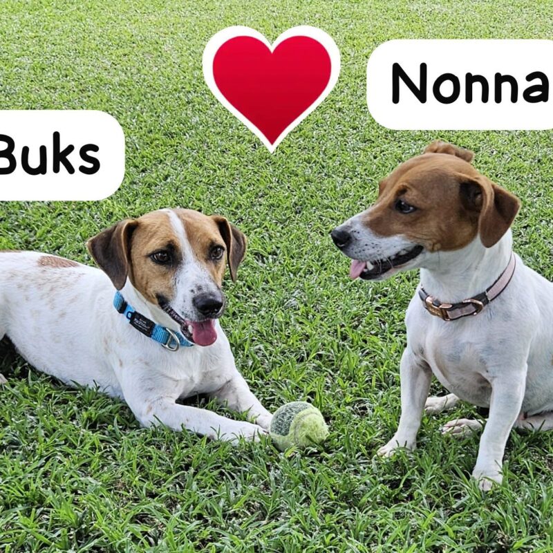 Adopt bonded pair Jack Russel, Buks and Nonna