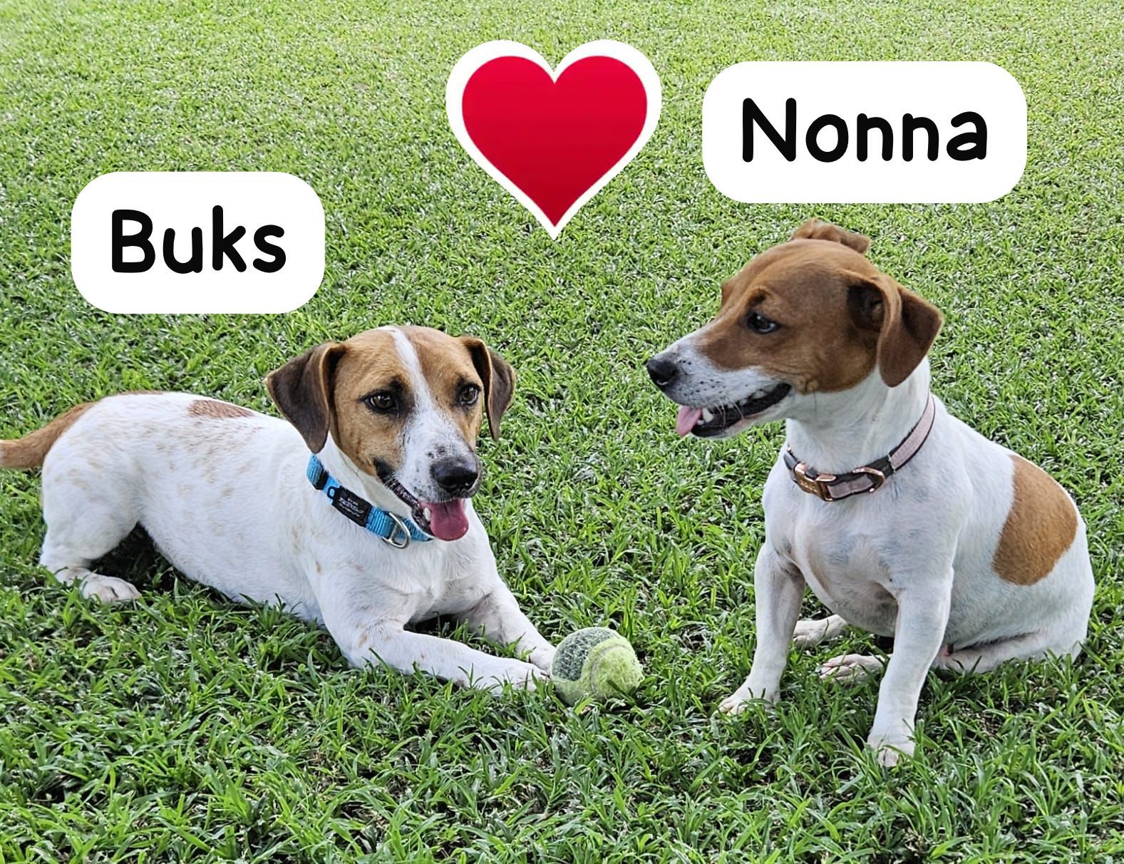 #296 – ADOPT – Buks (male) & Nonna (female) – Inseparable Bonded Pair of Jack Russel Terriers  Modimolle, Limpopo
