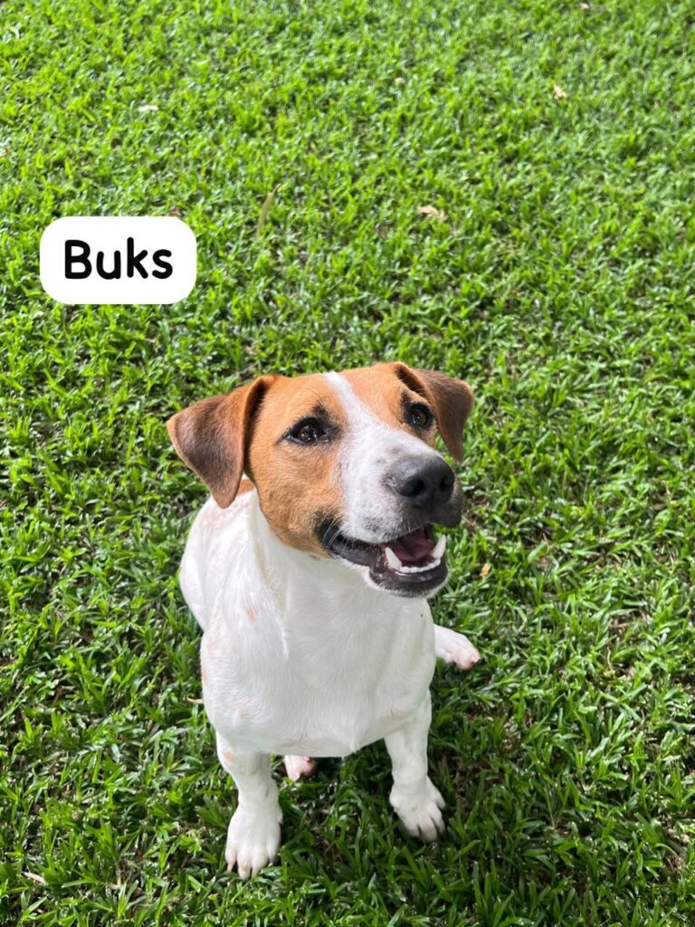 #296 - ADOPT - Buks (male) & Nonna (female) - Inseparable Bonded Pair of Jack Russel Terriers Modimolle, Limpopo 1 Buks Jack Russel Terrier Limpopo needs to be adopted