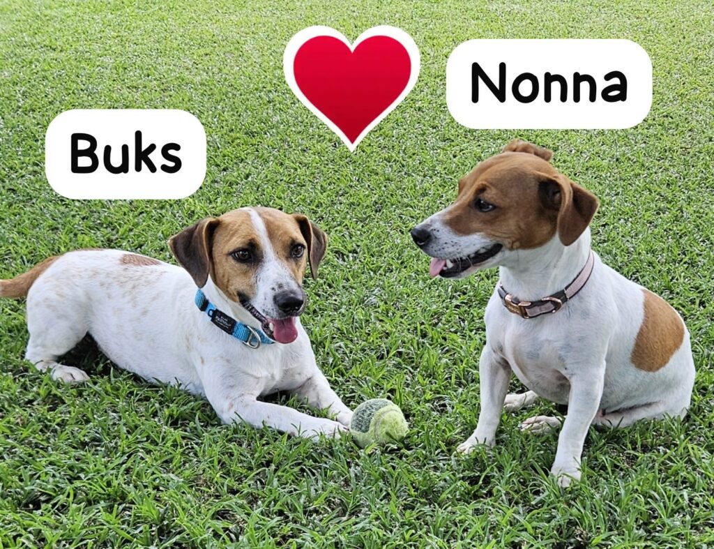 #296 - ADOPT - Buks (male) & Nonna (female) - Inseparable Bonded Pair of Jack Russel Terriers Modimolle, Limpopo 4 Buks & Nonna the bonded team from Limpopo needs to be adopted
