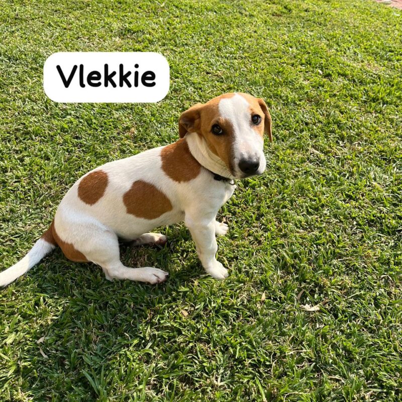 Vlekkie, Jack Russel puppy ready to be adopted