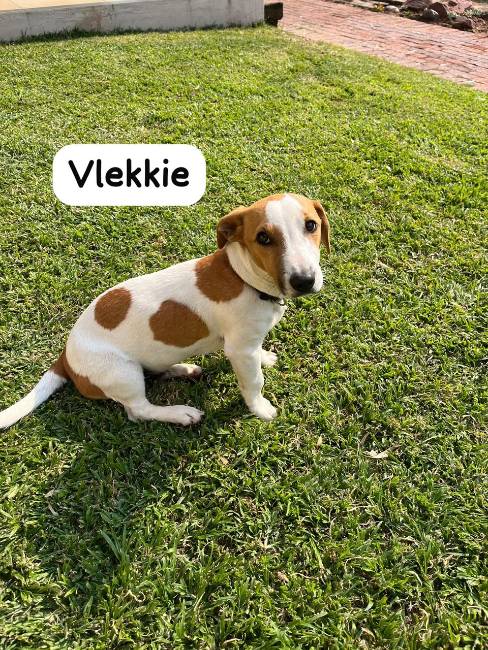 #300 – Adopt – Vlekkie – Jack Russel Puppy – Modimolle, Limpopo