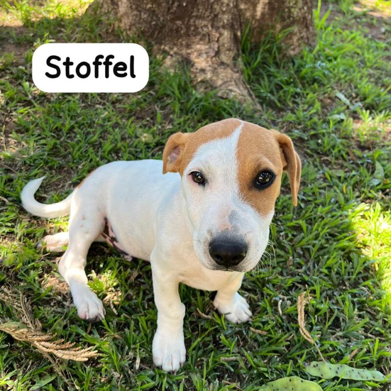 Stoffel, Jack Russel puppy needs to adopted