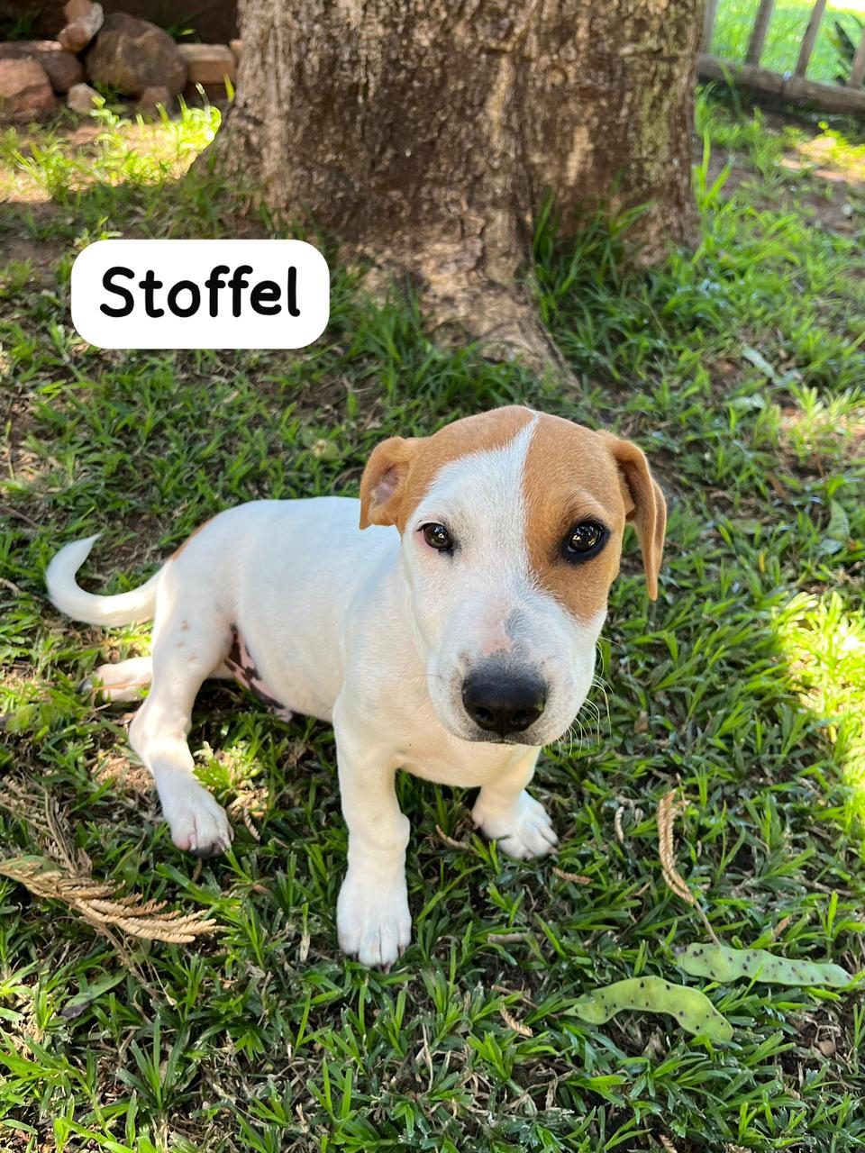 #301 – Adopt – Stoffel Jack Russel Puppy – Modimolle Limpopo