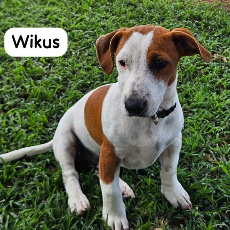 Wikus, Jack Russel, puppy needs to adopted