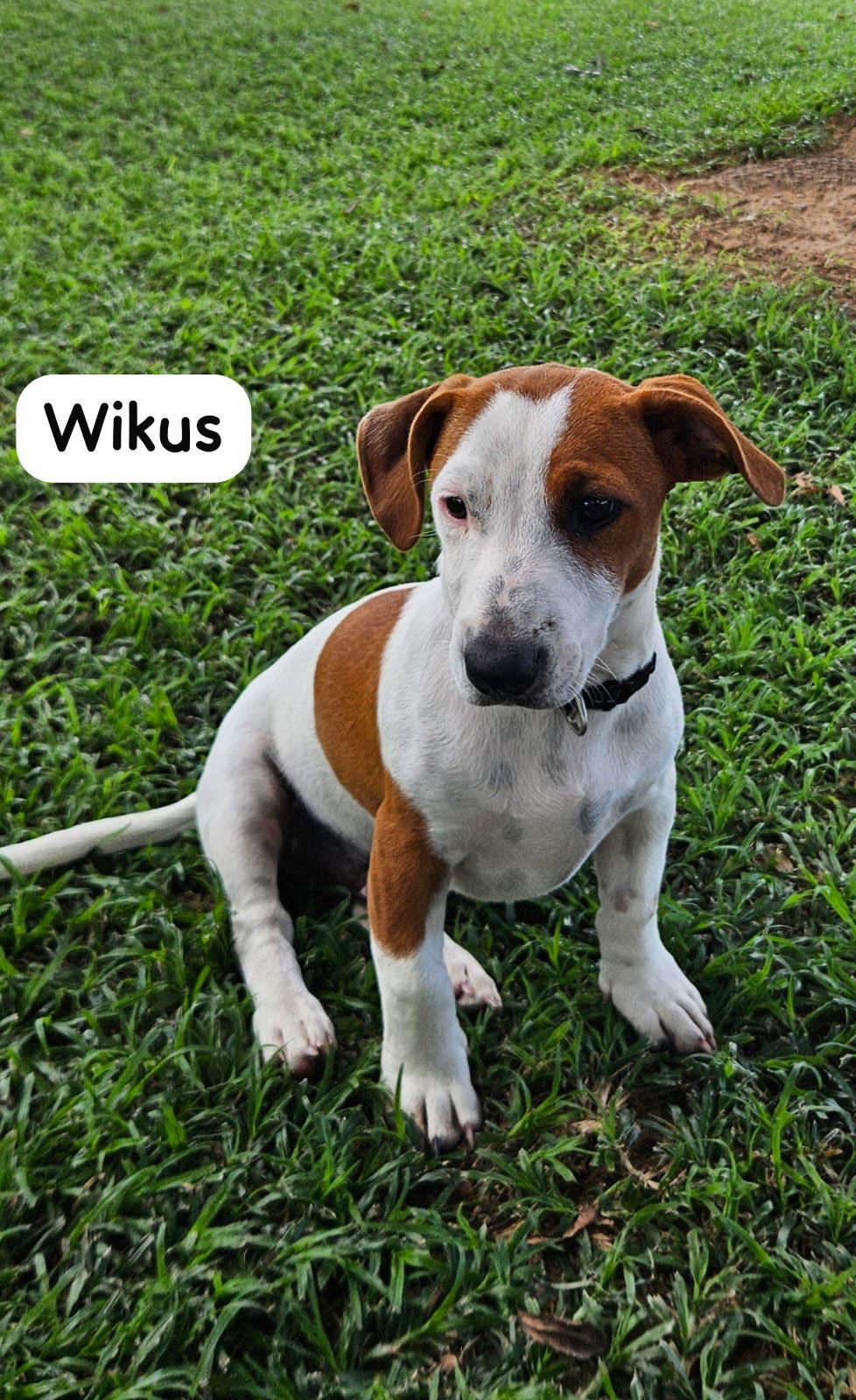 #298 – Adopt – Wikus – Jack Russel Terrier, Puppy, Modimolle, Limpopo