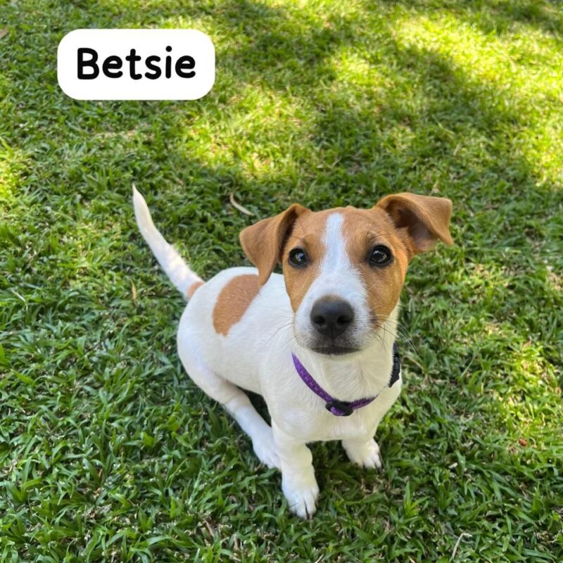 Betsie 6 mnth old, Jack Russel, needs to be adopted