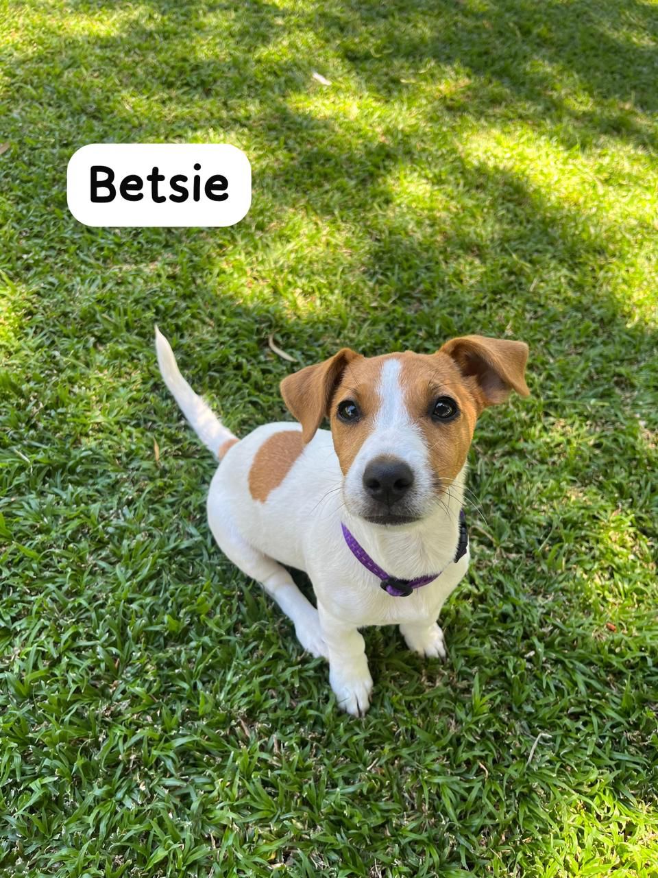 #297 – Adopt Betsie – Jack Russel Terrier, Modimolle, Limpopo