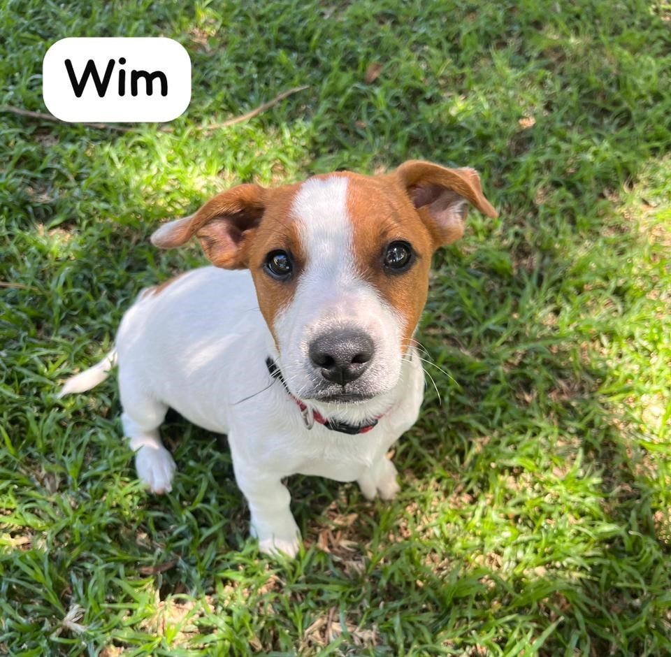 #299 – Adopt – Wim – Jack Russel Terrier Puppy – Modimolle, Limpopo