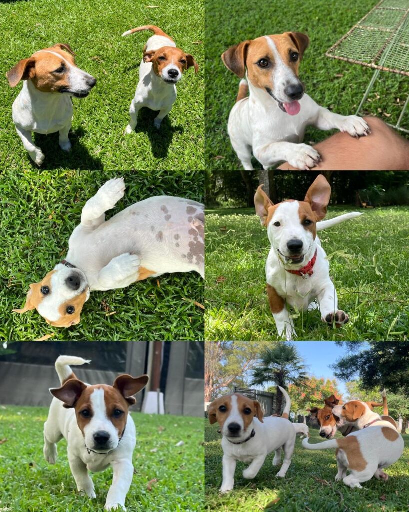 #296 - ADOPT - Buks (male) & Nonna (female) - Inseparable Bonded Pair of Jack Russel Terriers Modimolle, Limpopo 3 Jack Russel pup family available for adoption