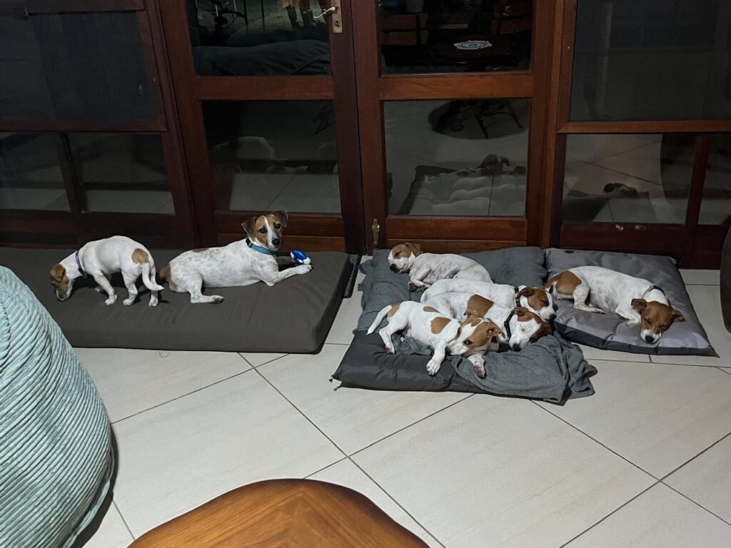 #299 - Adopt - Wim - Jack Russel Terrier Puppy - Modimolle, Limpopo 1 WhatsApp Image 2026 05 19 at 1.53.41 PM 3