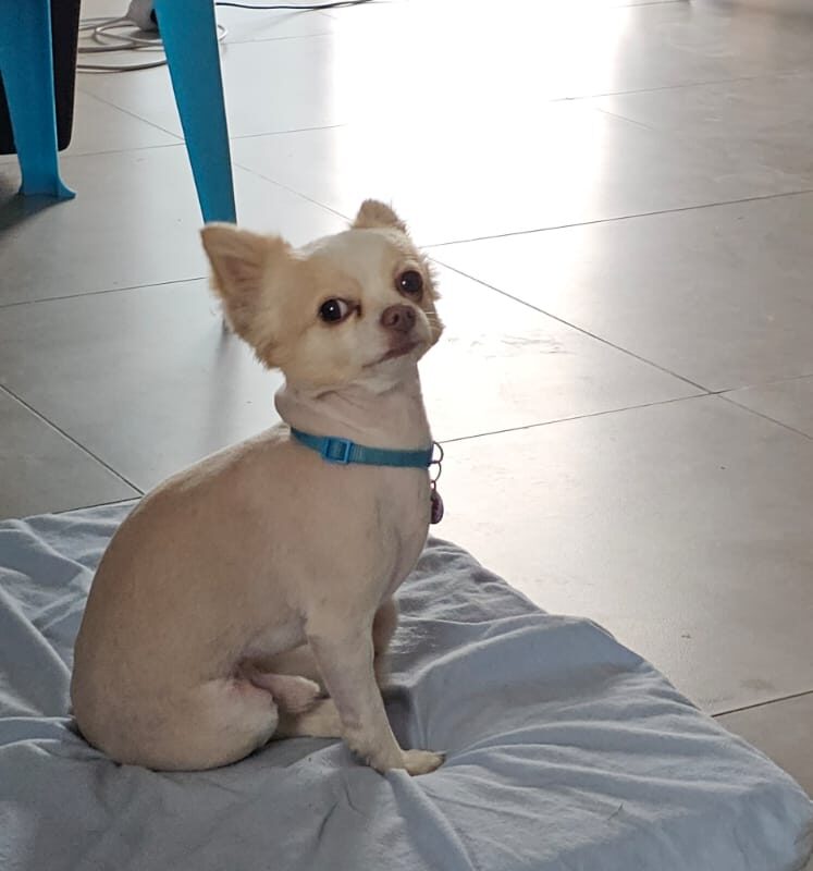 Adopt Chihuahua from George