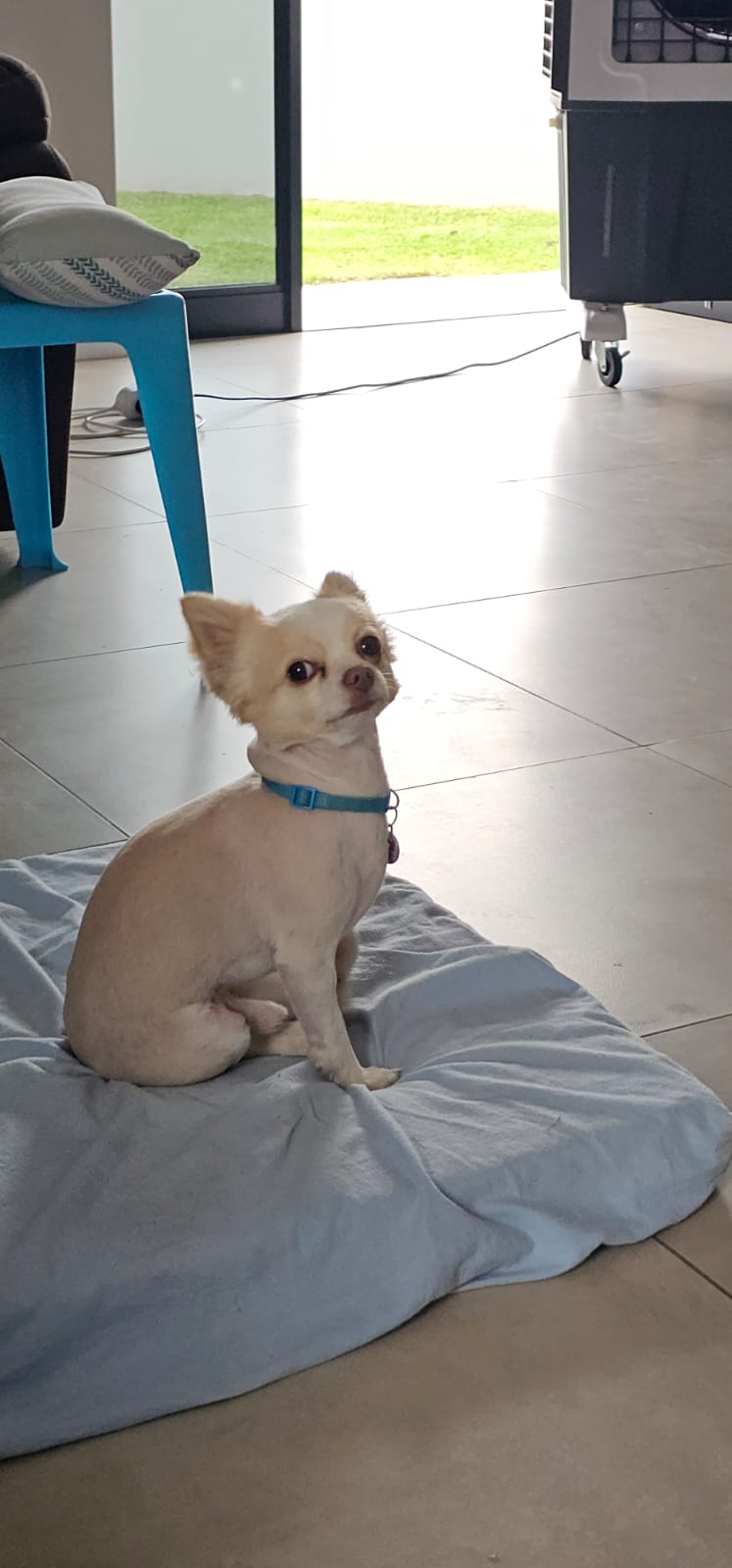 #302 - Adopt LouwQi - 6yrs old Chihuahua from George, Western Cape 1 #302 – Adopt LouwQi – 6yrs old Chihuahua from George, Western Cape