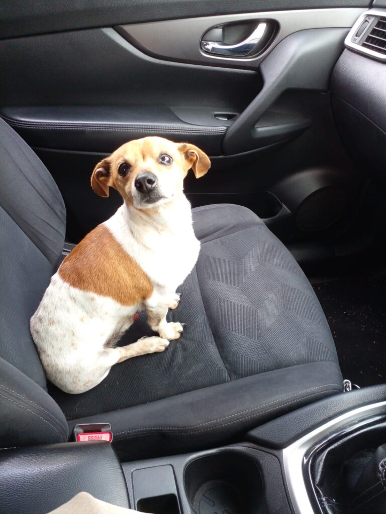 #303 - Adopt - Dobby, Special 3-Legged Jack Russell x Dachshund Cross (Mpumalanga) 2 Dobby Jack Russel Dachshund Cross in Mpumalanga needs to be adopted