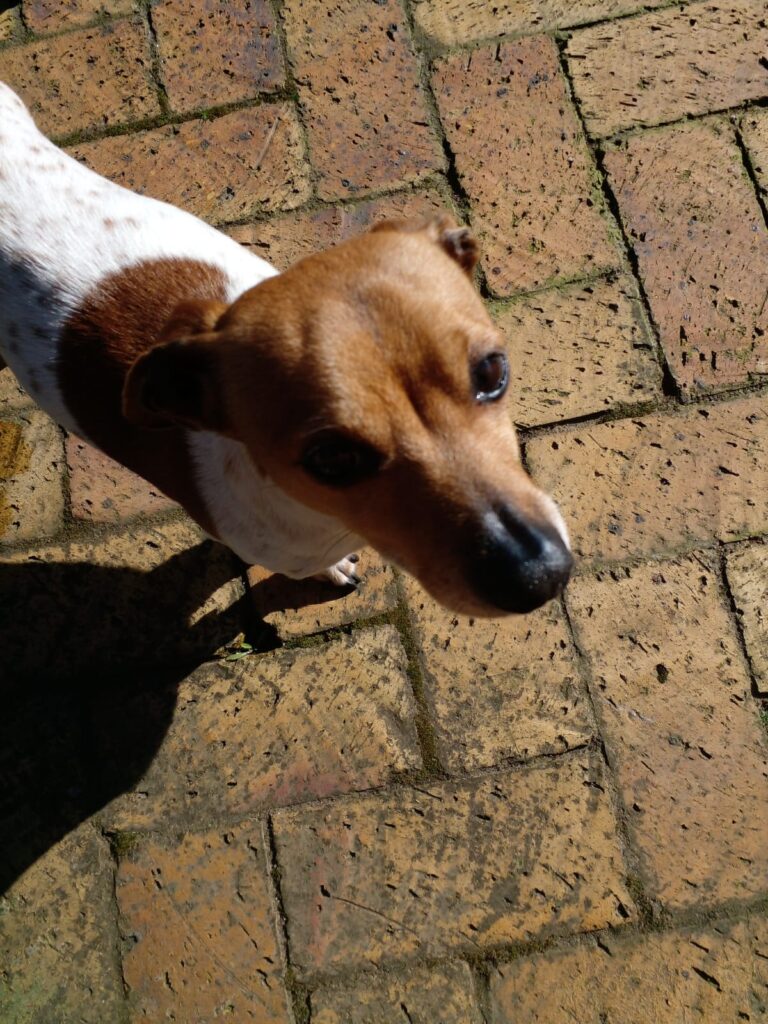 #303 - Adopt - Dobby, Special 3-Legged Jack Russell x Dachshund Cross (Mpumalanga) 4 Dobby, Jackshund X ready for adoption in Secunda