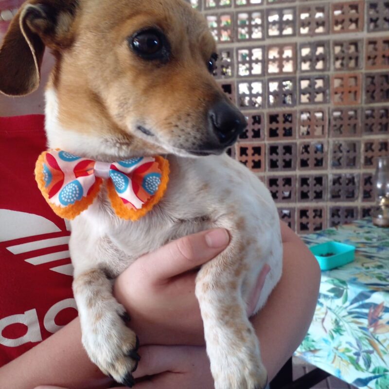 Dobby 3 legged Jack Russel needs to be adopted