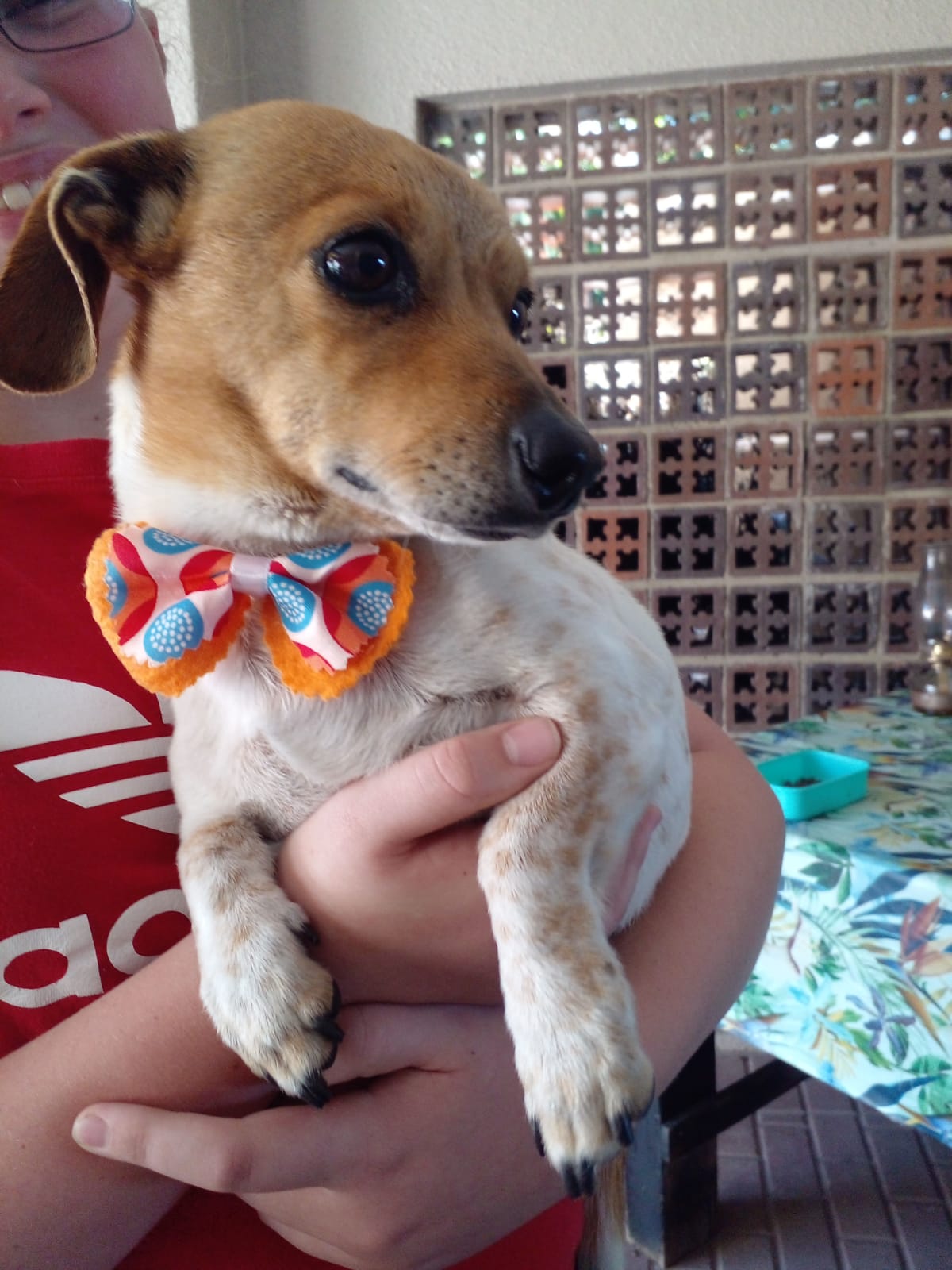 #303 – Adopt – Dobby, Special 3-Legged Jack Russell x Dachshund Cross (Mpumalanga)
