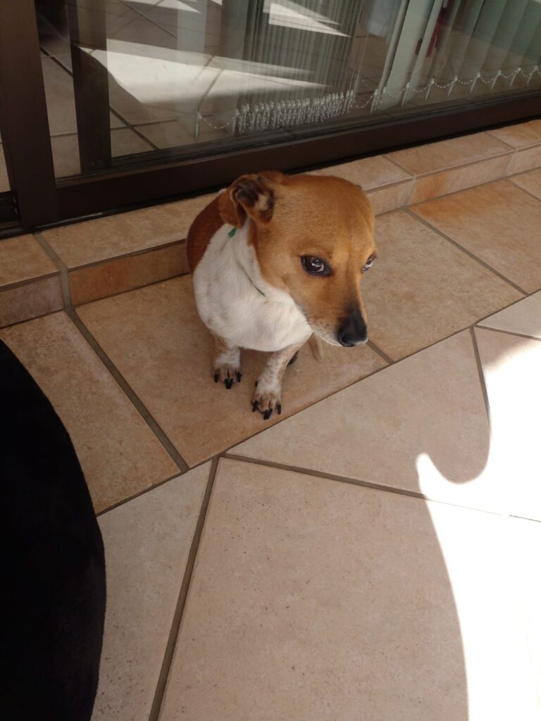 #303 - Adopt - Dobby, Special 3-Legged Jack Russell x Dachshund Cross (Mpumalanga) 3 Dobby, calm and lovable needs to be adopted, Jack Russel X