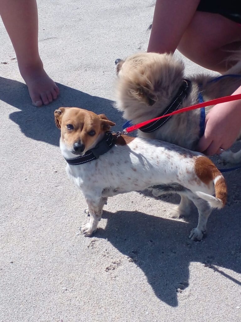 #303 - Adopt - Dobby, Special 3-Legged Jack Russell x Dachshund Cross (Mpumalanga) 1 WhatsApp Image 2026 05 23 at 6.39.24 PM