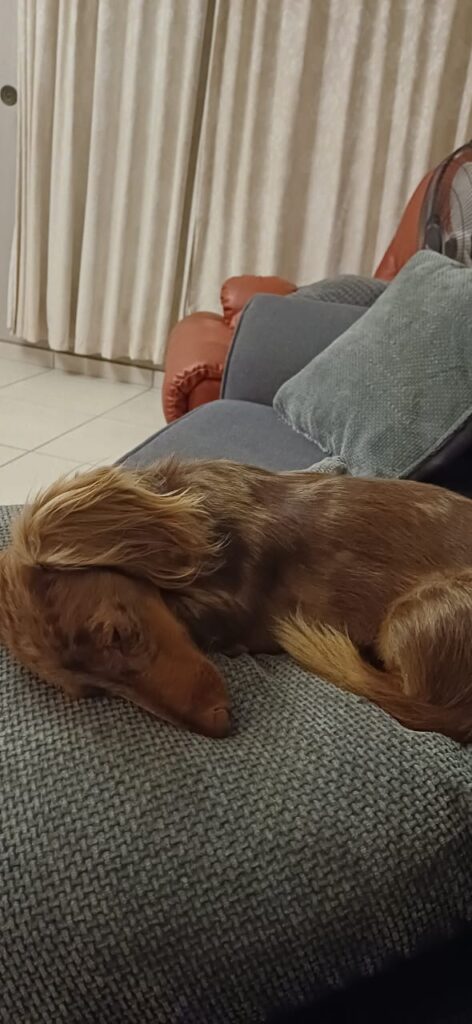 #303 - Adopt - KZN Milo (male), Dachshund (5yrs old) 4 WhatsApp Image 2026 05 23 at 8.32.18 AM 1 1