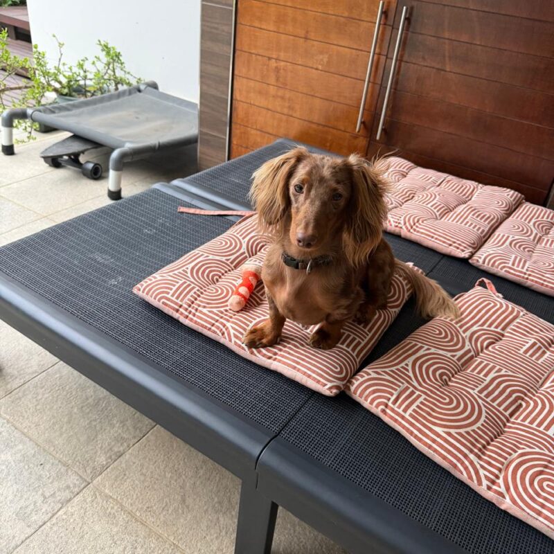 Dachshund KZN adult available for adoption