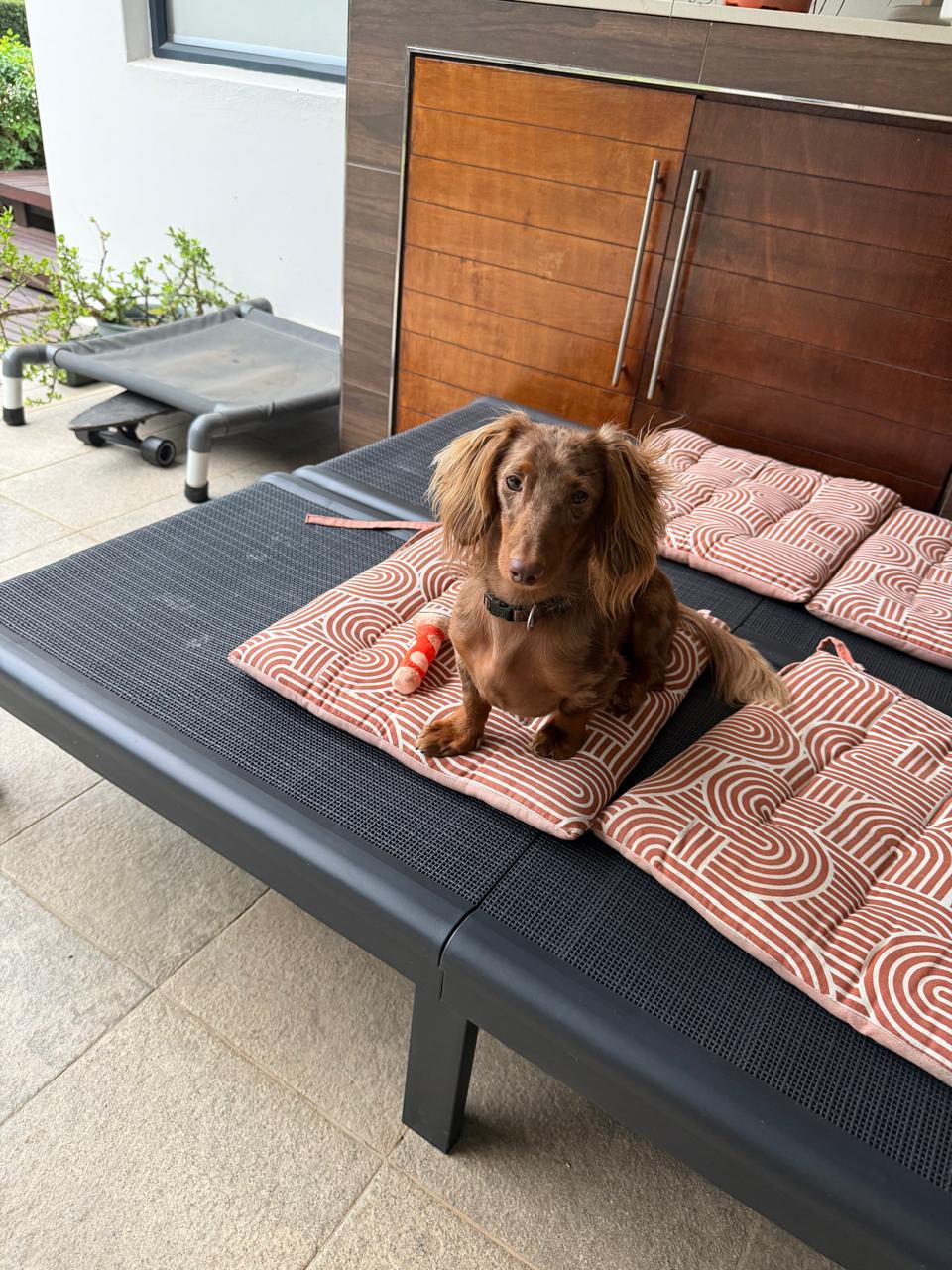 #303 – Adopt – KZN Milo (male), Dachshund (5yrs old)