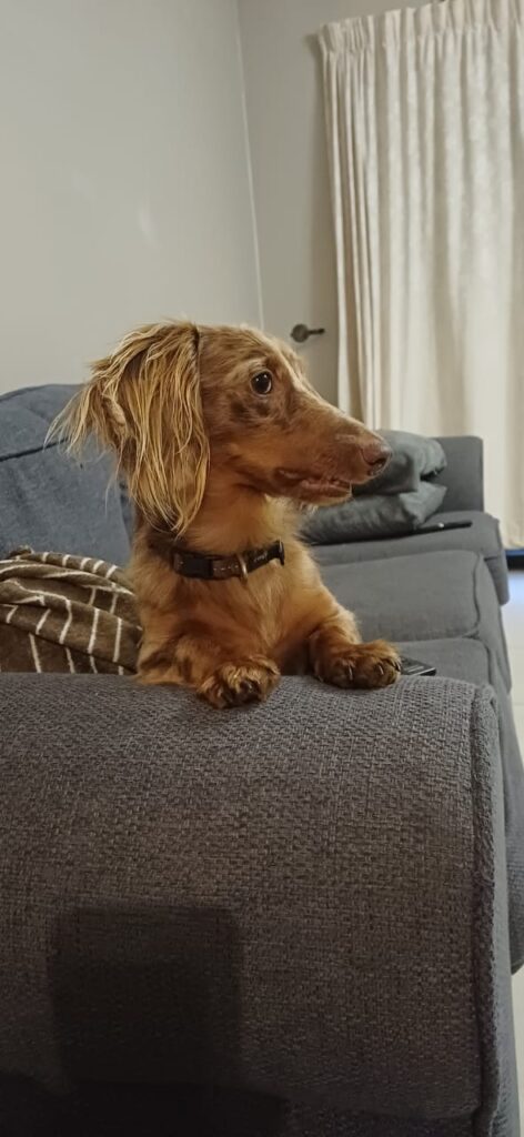 #303 - Adopt - KZN Milo (male), Dachshund (5yrs old) 2 WhatsApp Image 2026 05 23 at 8.32.19 AM 1