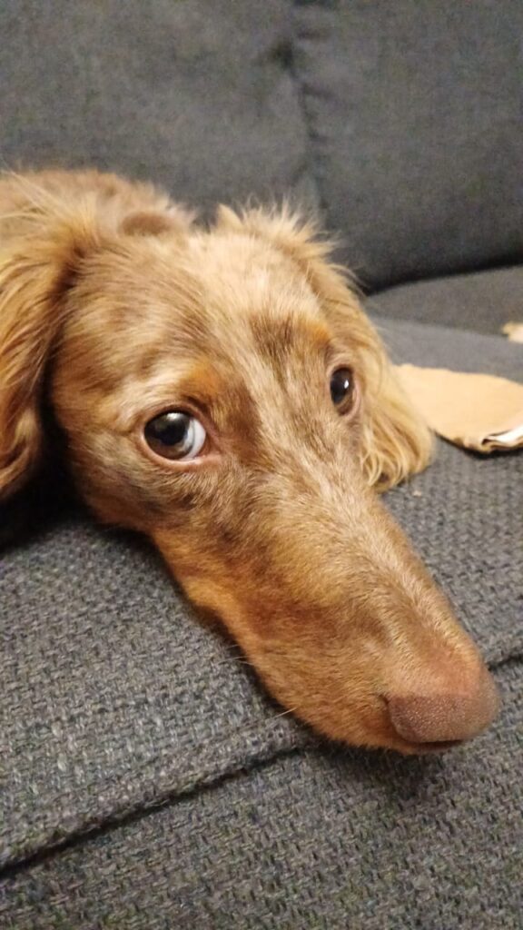 #303 - Adopt - KZN Milo (male), Dachshund (5yrs old) 1 WhatsApp Image 2026 05 23 at 8.32.19 AM 2