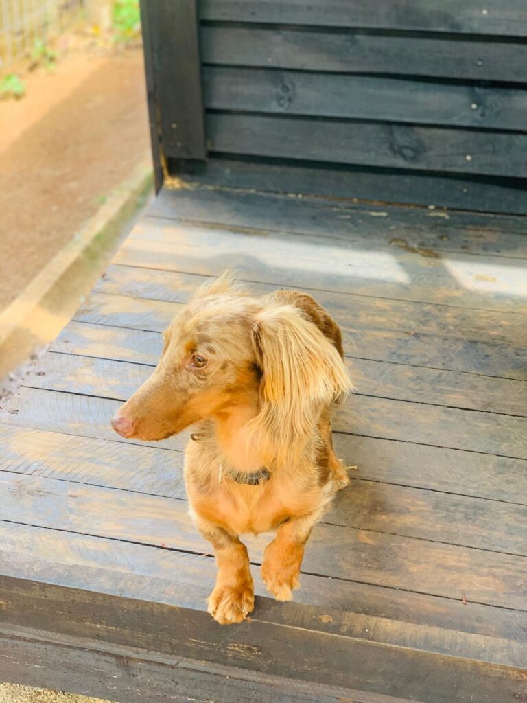 #303 - Adopt - KZN Milo (male), Dachshund (5yrs old) 3 WhatsApp Image 2026 05 23 at 8.32.19 AM