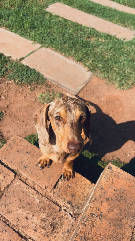 #308 - Adopt - Diesel Playful Dachshund 3yrs old, Krugersdorp 2 Male Dachshund waiting to be rehomed